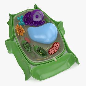 Plant Cell model